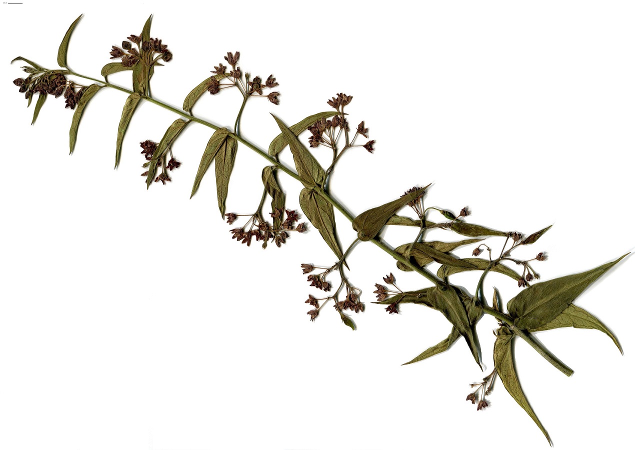 Vincetoxicum hirundinaria var. cordatum (Apocynaceae)
